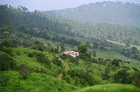 Chaubattia